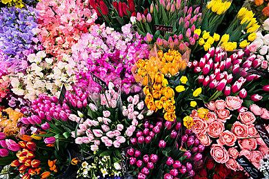 《英雄联盟》新英雄“贝蕾亚”公布 吸血鬼萝莉